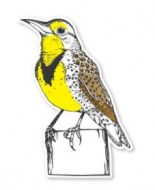 Western Medowlark-MM